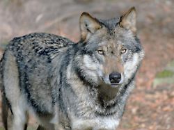 wolf europaeischer grauwolf in deutschland in aktion