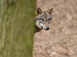 wolf schaut neugierig um einen baum im wald laubbedeckter boden wolf canis lupus deutschland