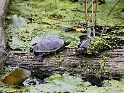 zwei europaeische sumpfschildkroeten emys orbicularis auf baumstamm sitzend schweiz