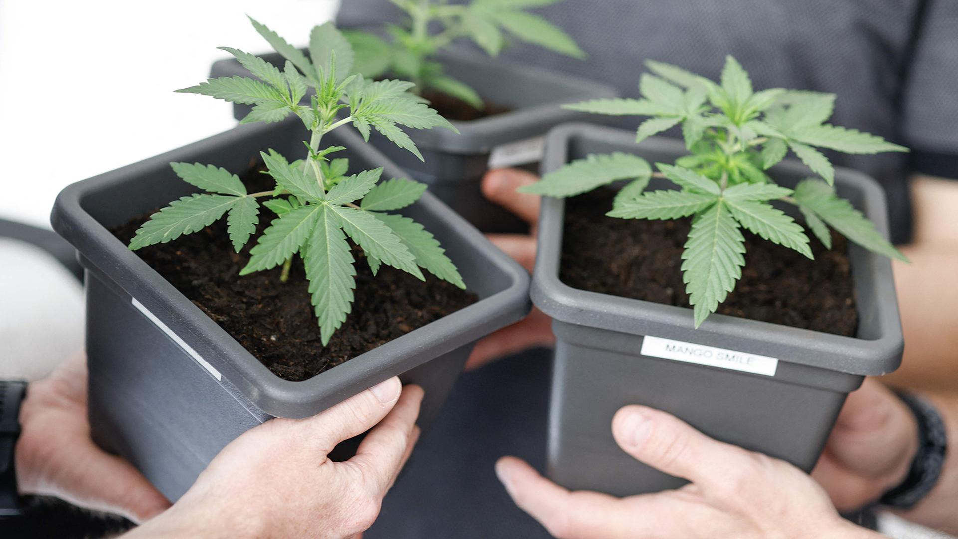 cannabis pflanze 120