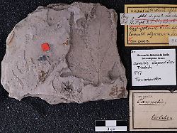 csm c. oligocaenica 1 237e830aa0