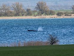 dpatopbilder 31 03 2026 mecklenburg vorpommern insel poel der buckelwal liegt am nachmittag noch immer in vor der insel poel fest
