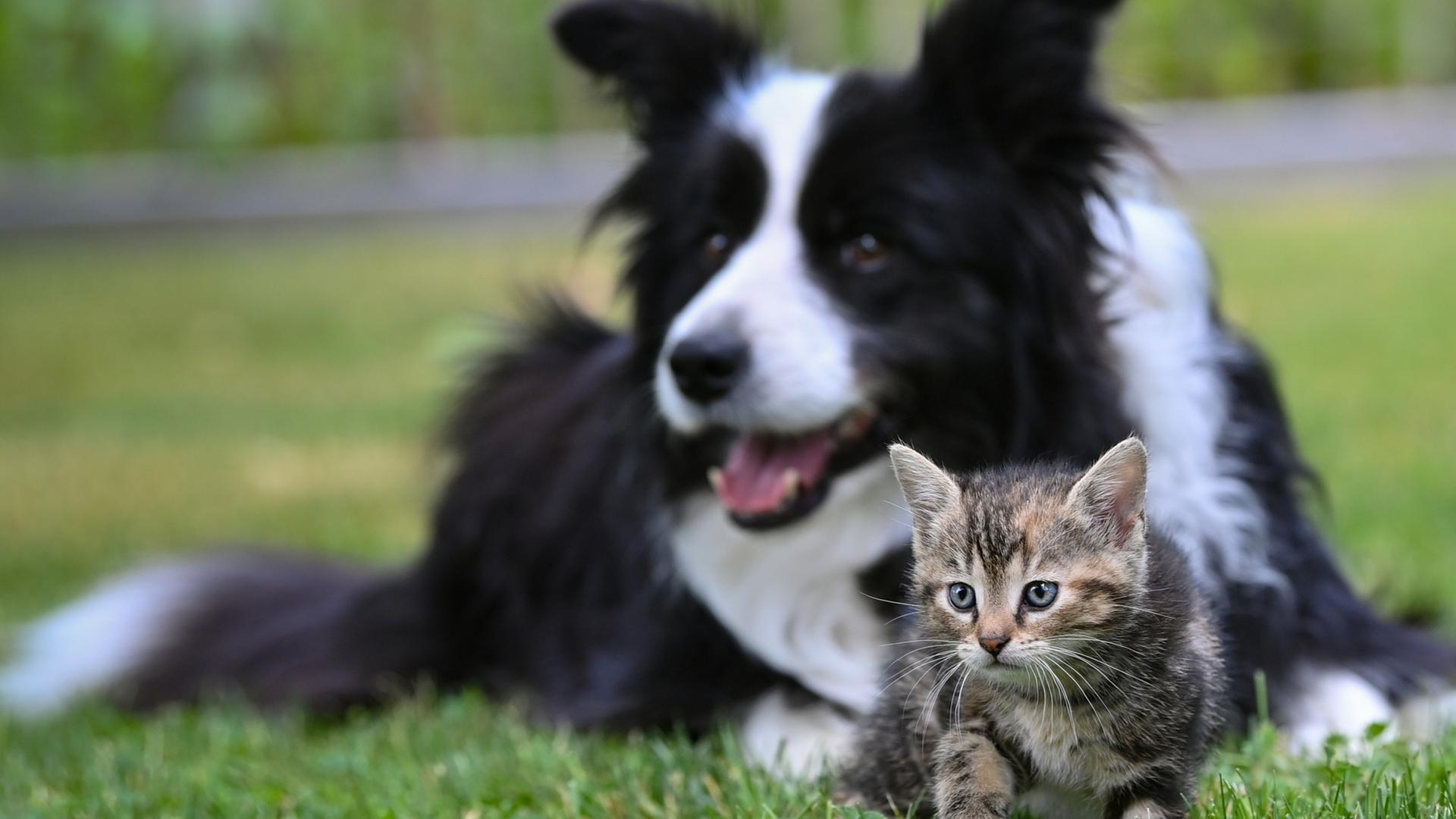 hund katze 124