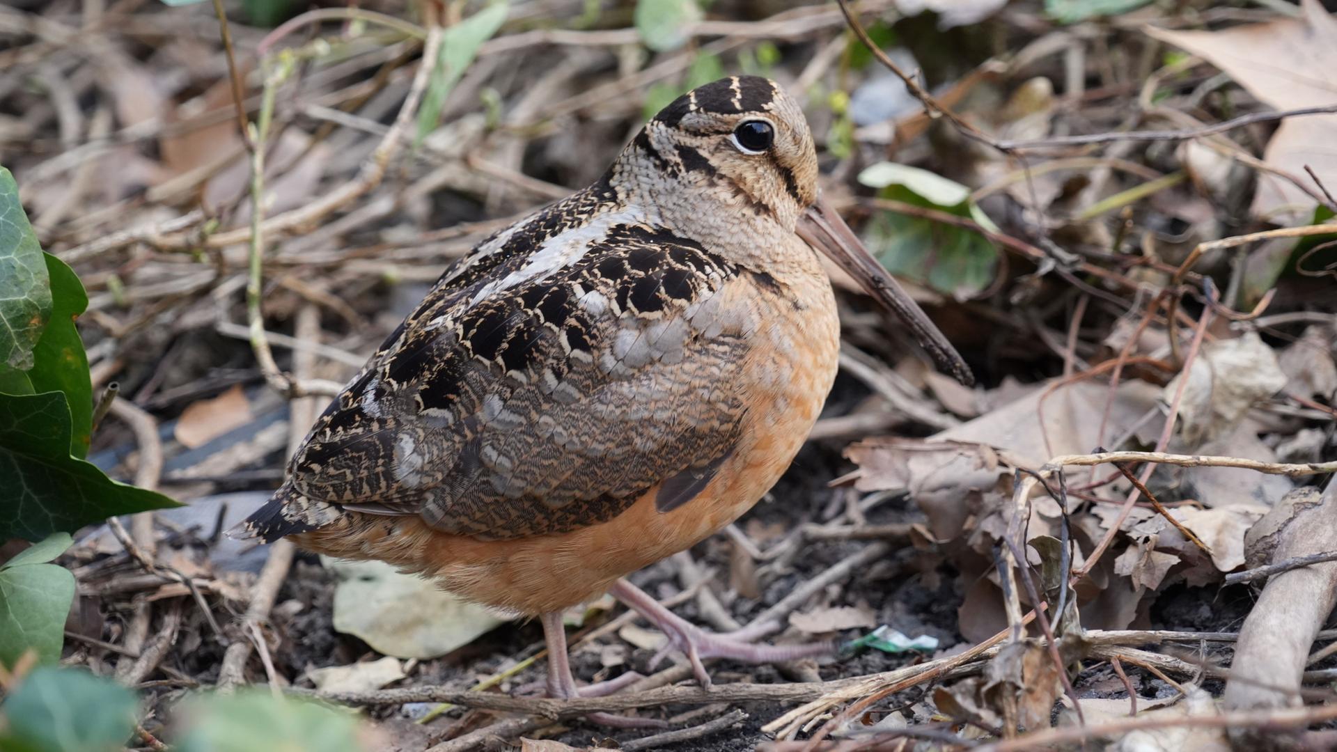 schnepfe newyork 100