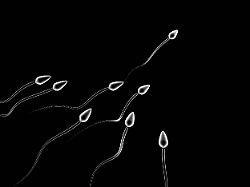 3d illustration of sperm cells competition over black background copyright xmaximxkazminx xdesignxpicsx 30523763 publicationxinxgerxsuixautxonly copyright maximxkazminx xdesignxpics 30523763
