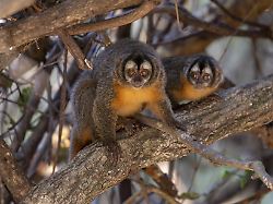 azaras nachtaffe aotus azarae 2 exemplare im baum pantanal brasilien suedamerika