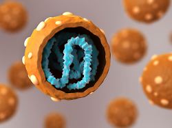 biomedical illustration showing the cross section of hantavirus