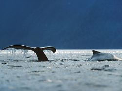 buckelwal megaptera novaeangliae schwanzflosse alaska humpback whale megaptera novaeangliae fluke