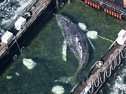 der wal wurde in einem gefluteten lastschiff abtransportiert aufnahme aus einem flugzeug