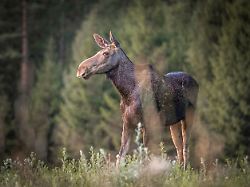ein schwedischer elch undatiert