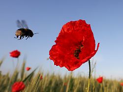 eine hummel fliegt am morgen an eine mohnbluete