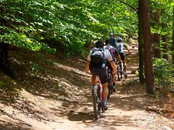gruppe von mountainbikern im mittleren pfaelzer wald