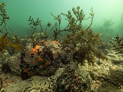 handout dieses von great southern reef foundation am 8 juli 2025 zur verfuegung gestellte foto zeigt eine giftige algenbluete die bereits tausende fische und meerestiere getoetet hat
