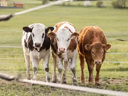 jungrinder auf weide nachhaltige landwirtschaft freiland rindfleischproduktion laendliche bayern deutschland
