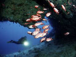 taucher und weisssaum soldatenfische unterwasserhoehle myripristis murdjan malediven indischer ozean ari atoll asien