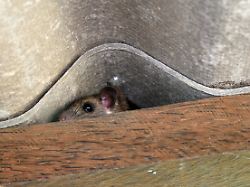 the rat hid in the space between the wooden beam and the roof tiles the rat hid in the space between the wooden beam and the roof tiles hiding of mice rodent that is carriers of the disease