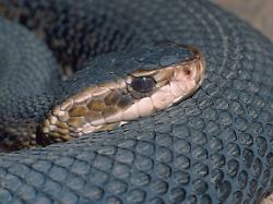 wassermokassinschlange wassermokassinotter agkistrodon piscivorus conanti portrait von der seite cottonmouth water moccasin agkistrodon piscivorus conanti portrait lateral