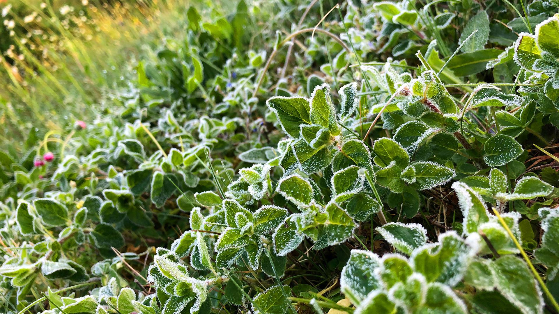 nachtfrost mai 100