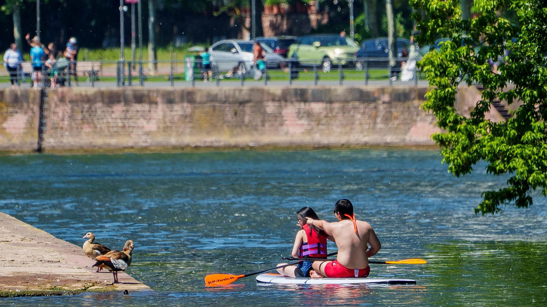 sonne sup enten 100