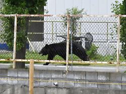 an asian black bear is spotted on the premises of a company in fukushima northeastern japan on june 2 2026 four people were injured in the bear s attacks the same day