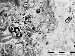 auf diesem vom mexikanischen institut inah zur verfuegung gestellten lidar bild ist der kern der maya siedlung minanbe zu sehen