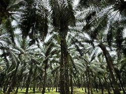 blick auf eine palmoelplantage