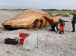 die obduktion des als timmy bekannten buckelwals am strand der daenischen insel anholt hat begonnen