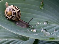 eine gartenschnecke kriecht ueber ein mit regentropfen bedecktes blatt