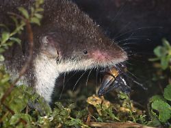 feldspitzmaus crocidura leucodon