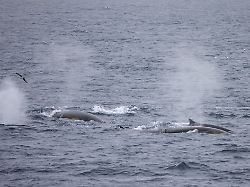 finnwale balaenoptera physalus finnwal pod finnwale gruppe die auftaucht und blaest im sommer svalbard spitzbergen