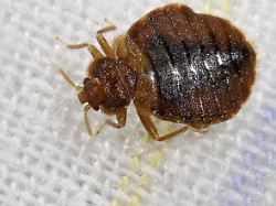 gemeine bettwanze bettwanze bett wanze hauswanze haus wanze cimex lectularius im bett bedbug common bedbug wall louse cimex lectularius in bed