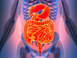 human digestive system anatomy 3d illustration concept of human digestive system anatomy licenserf copyright xzoonar