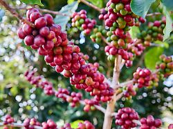 ripe red coffee seed on branch at doi chang thailand mueang chiang rai chiang rai thailand r gxkv260106a 1933462 01