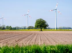 windkraftanlagen stehen bei sonnigem wetter hinter bluehendem raps auf einem feld im landkreis vechta