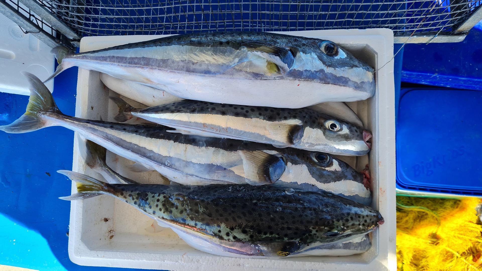 kugelfisch griechenland fang 100