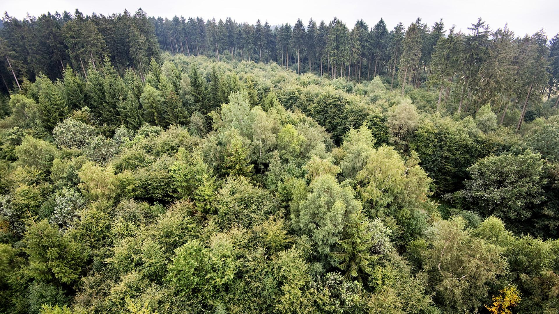 mischwald 124