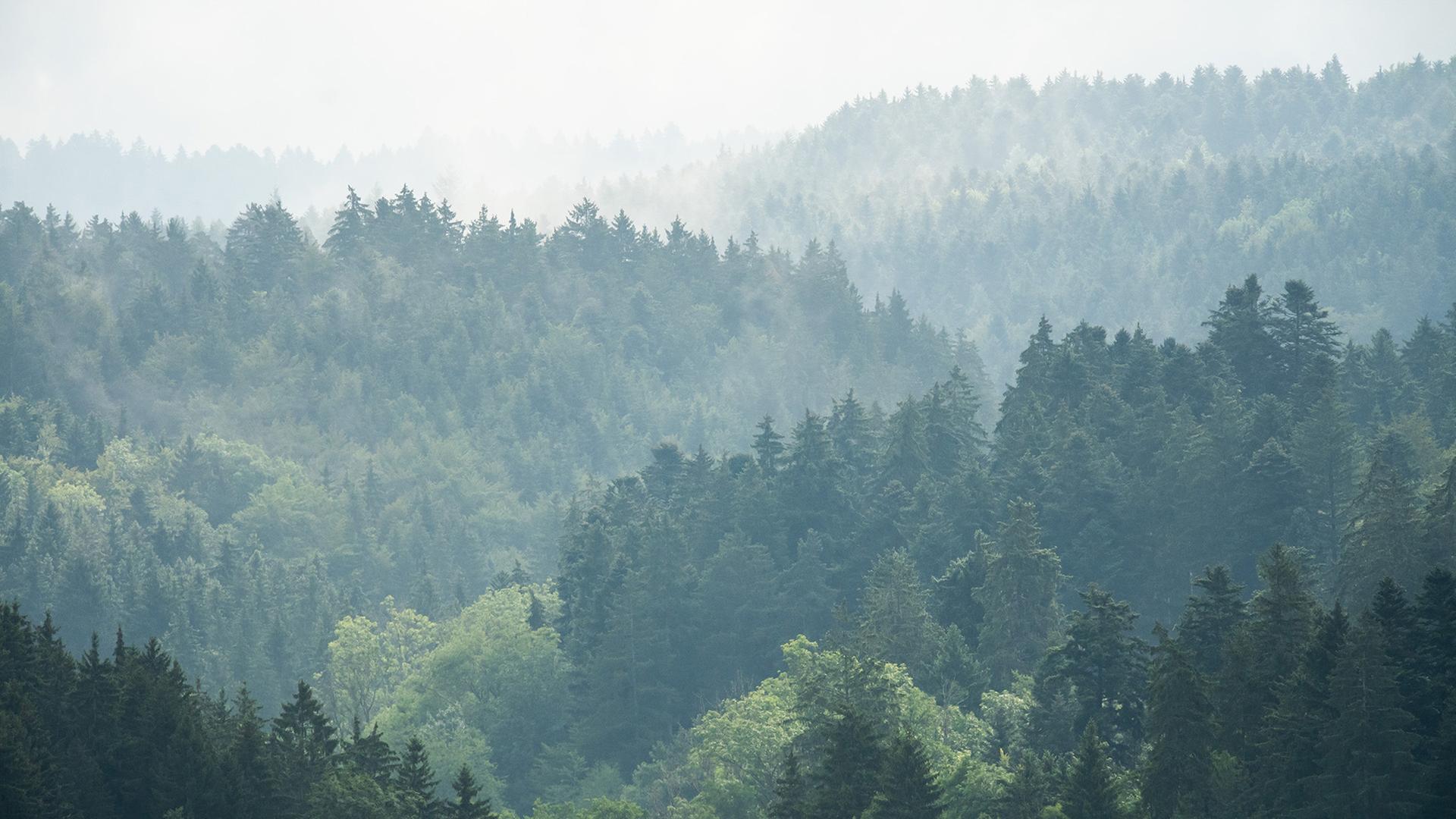 wald regen 100