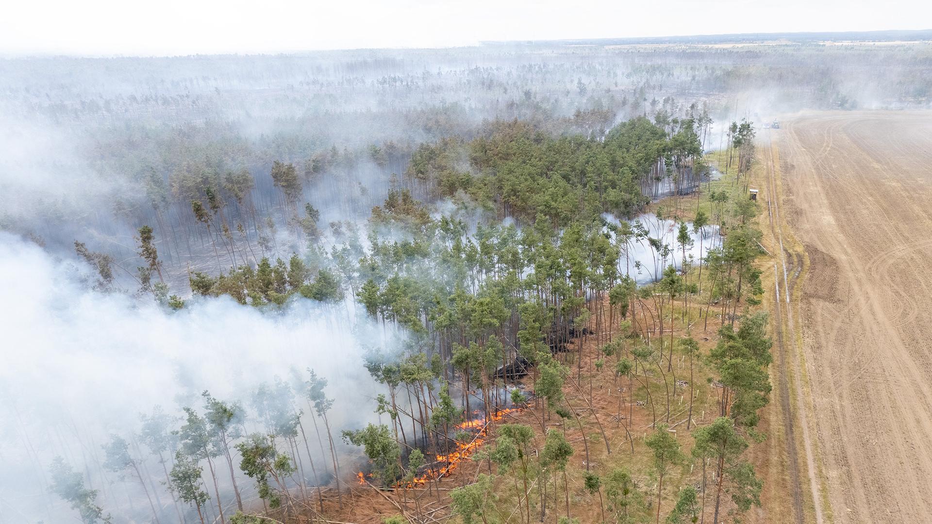 waldbrand gohrischheide 136