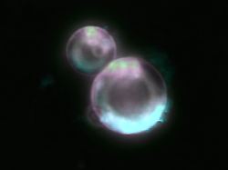 20260701 nid spud cells 1200