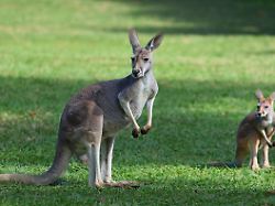 260522 brisbane may 22 2026 this photo taken on may 22 2026 shows kangaroos at the lone pine koala sanctuary in the outskirts of brisbane australia