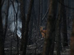 a deer walks through a smoldering scorched forest near saumos following wildfires in the area of southwestern france tuesday july 28 2026