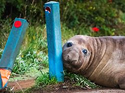 auf diesem foto von sam volker photography schmiegt sich neil the seal ein 1 000 kg 2 200 pfund schwerer seeelefant an die poller die er beschaedigt hat