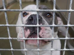 der hund wurde nach der attacke auf das kind eingeschlaefert