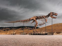 dieses undatierte von sotheby s zur verfuegung gestellte foto zeigt gus eines der groessten und am besten erhaltene t rex skelett das jemals entdeckt wurde