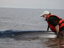 ein helfer versucht einen auf einer sandbank gestrandeten seiwal in der muendung des rio de la plata freizubekommen 1