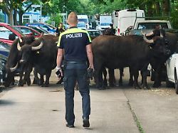 ein polizist steht vor einer gruppe von wasserbueffeln mehrere wasserbueffel sind am morgen aus einem gehege im berliner nordosten entkommen die polizei ermittelt