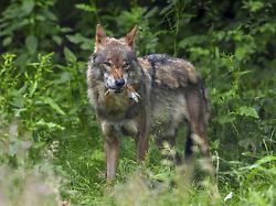 eurasischer wolf europaeischer grauwolf canis lupus lupus der im sommer auf einer wiese am waldrand einen gefangenen vogel frisst