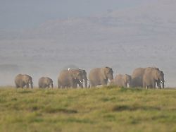 file a herd of elephants grazes in amboseli national park in kajiado kenya feb 12 2026