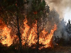 flammen lodern zwischen den baeumen waehrend eines waldbrandes im suedwesten frankreichs