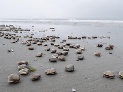 grosse pfeffermuscheln scrobicularia plana am strand langeoog niedersachsen deutschland